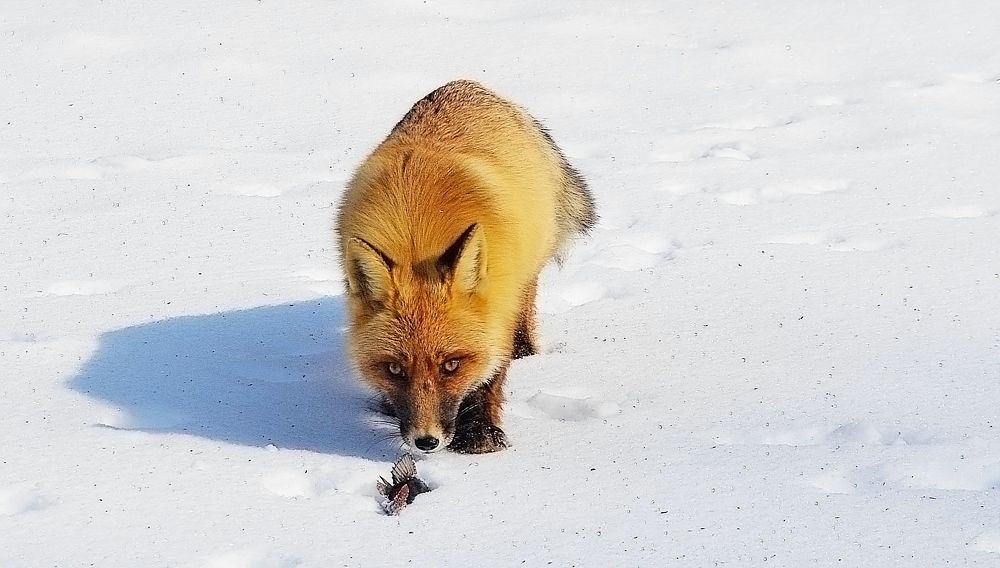 Лис переборол чуство страха.