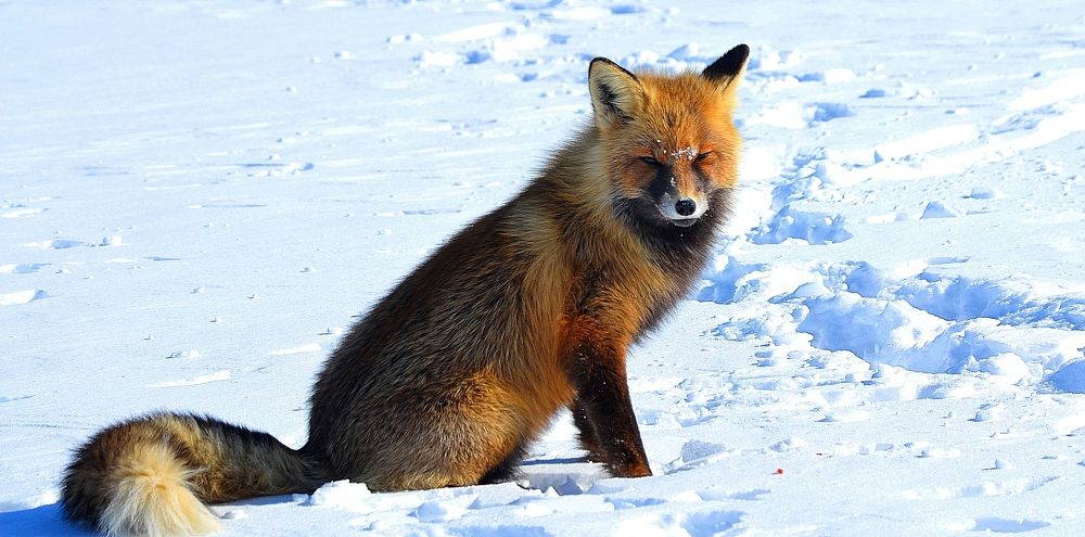 Усмешка старого лиса.