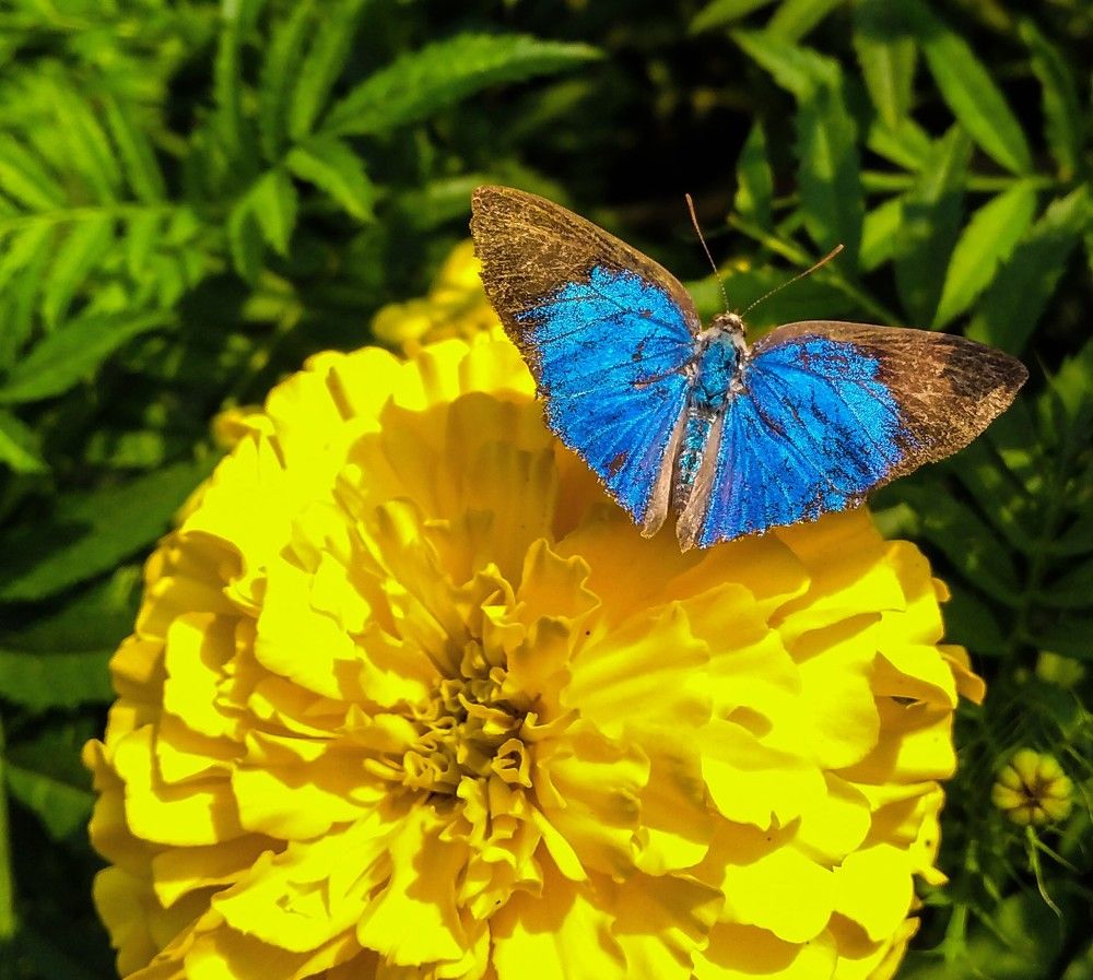 Butterfly