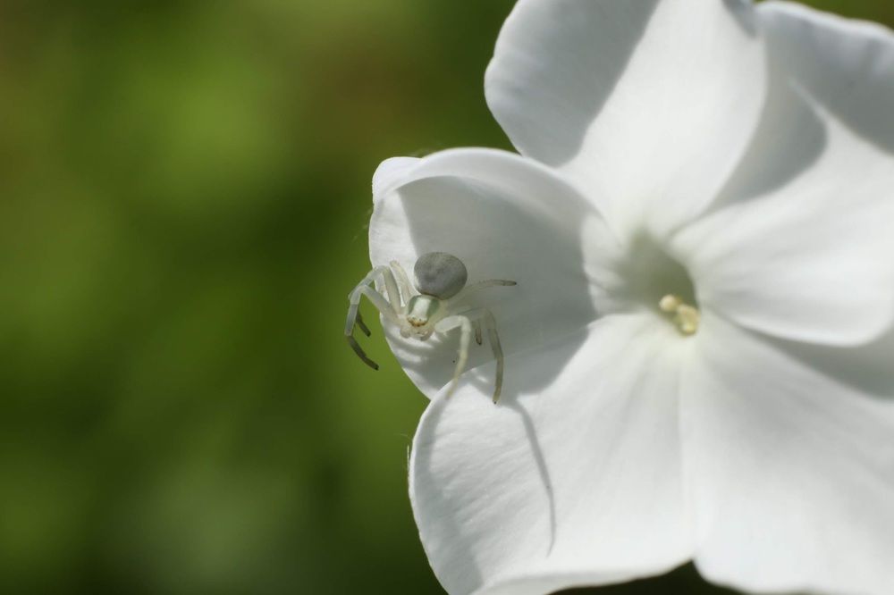 Чудеса маскировки