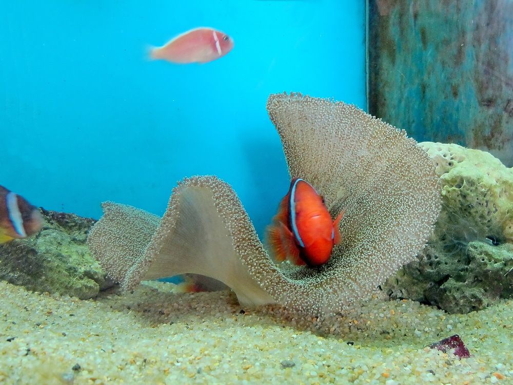 Актиния ковровая