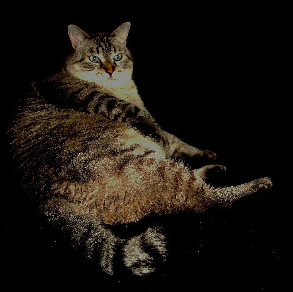 кот