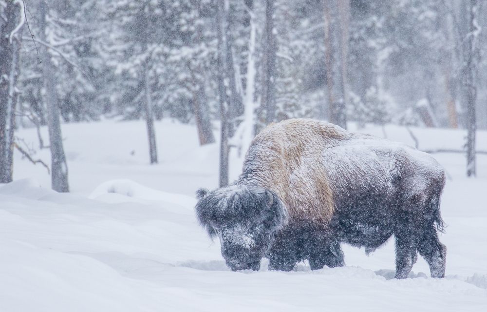 Bison of the Snow