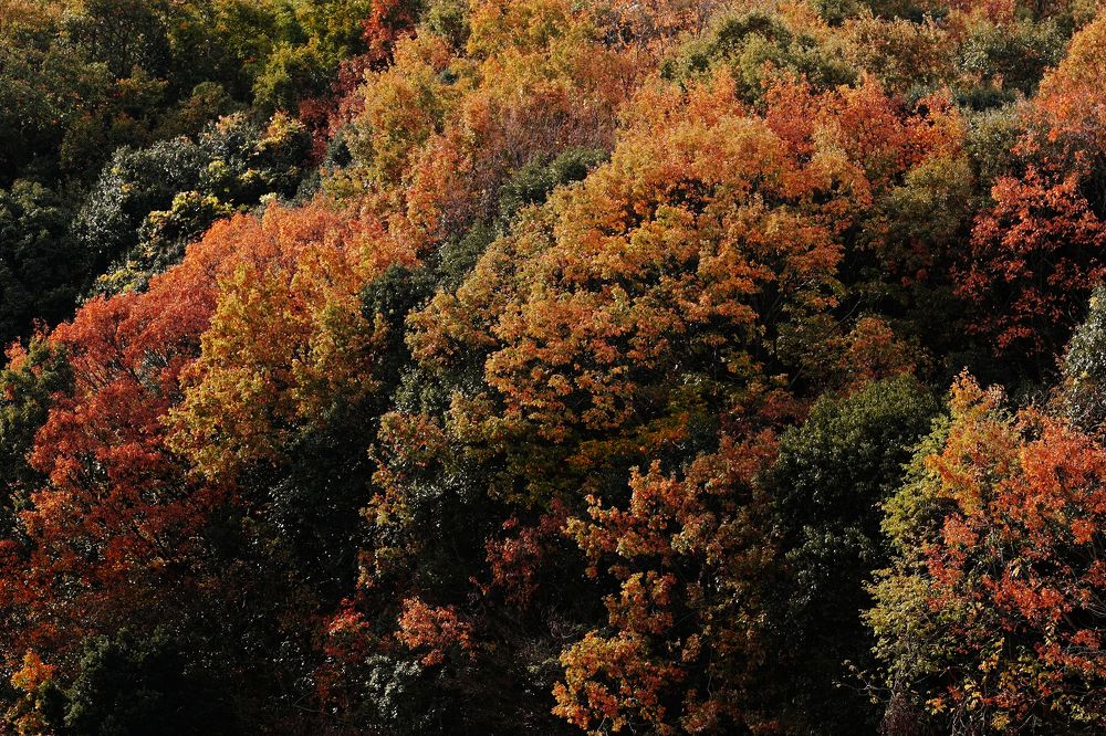 Colorful Leaves