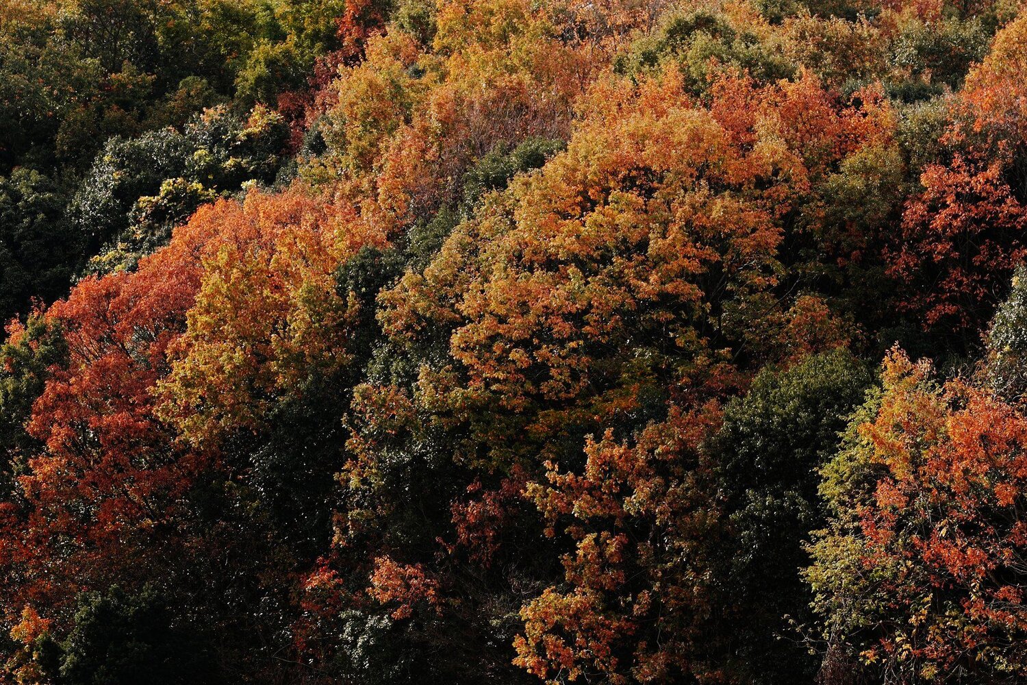 Colorful Leaves