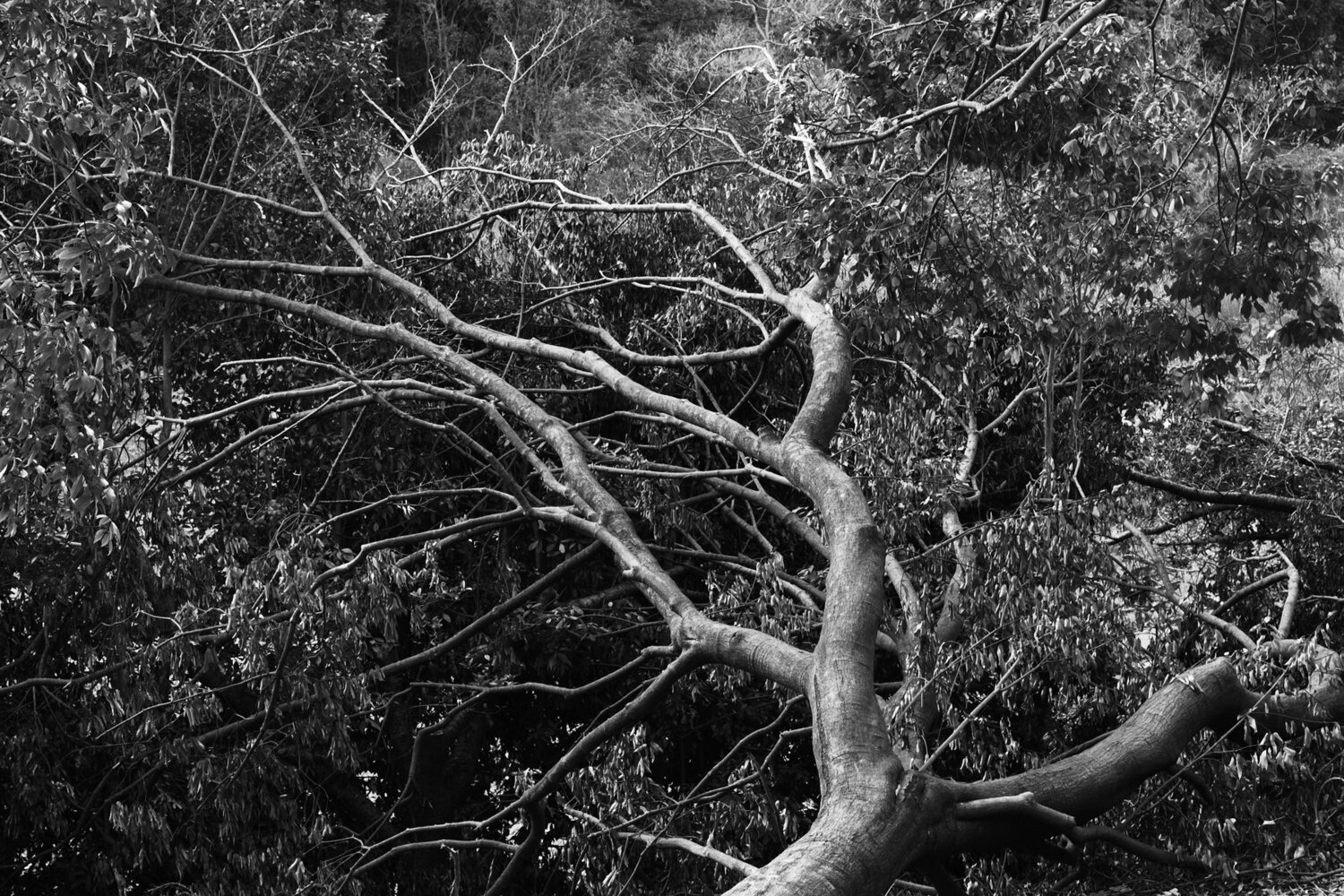 After Typhoon