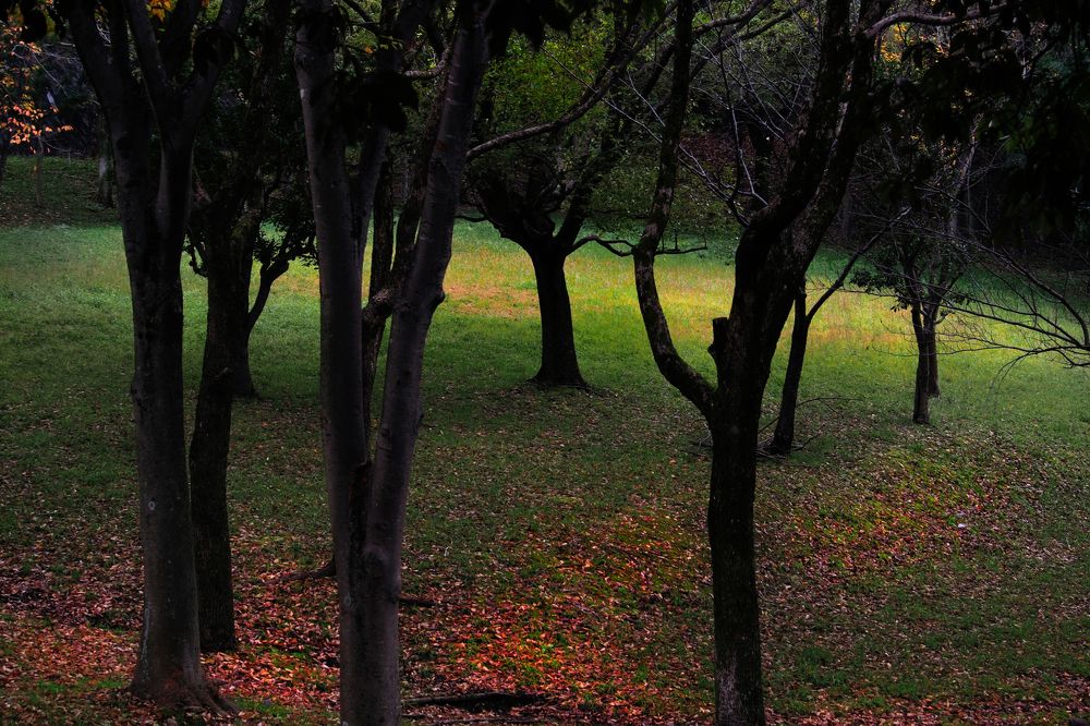 Colorful Leaves on the ground