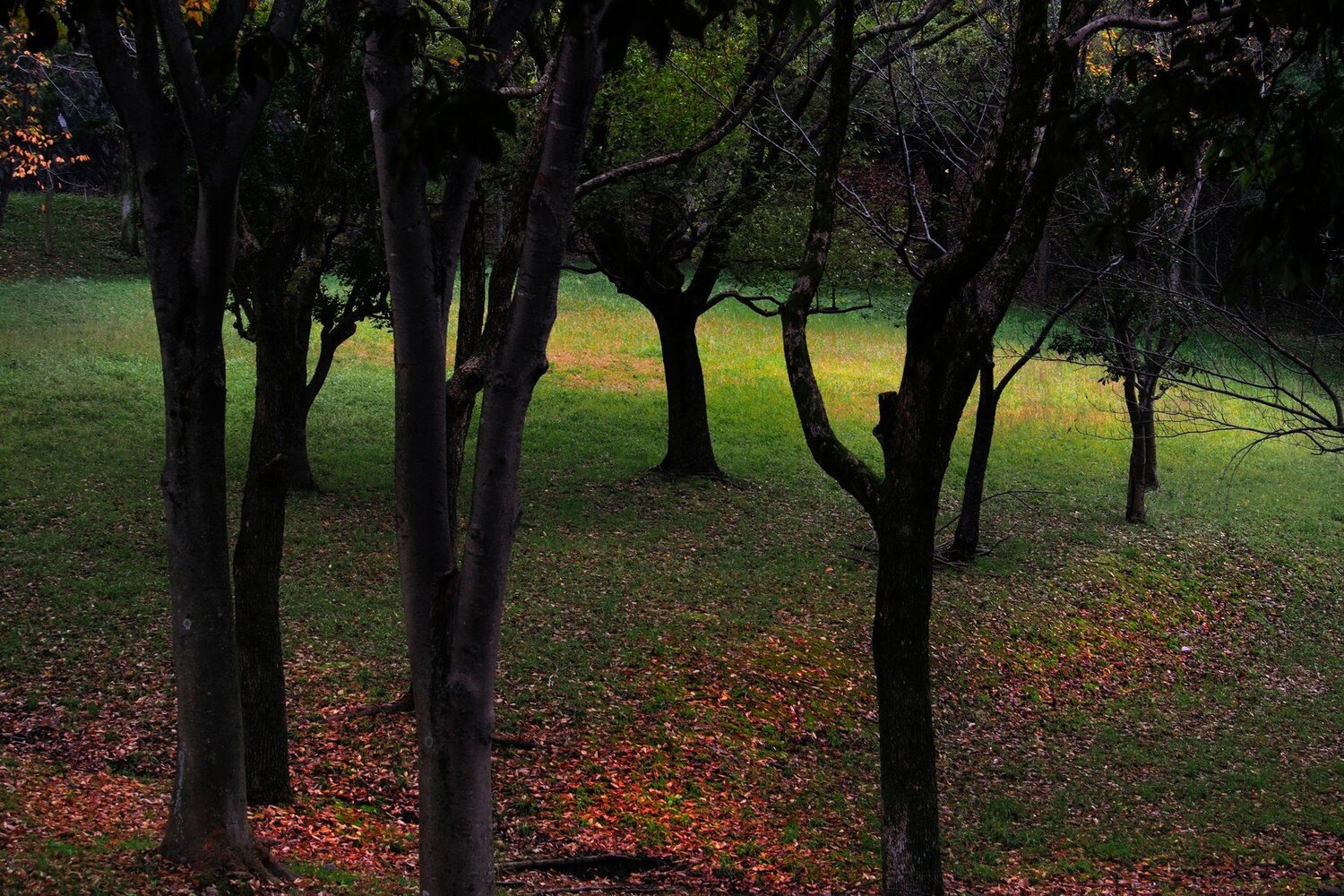 Colorful Leaves on the ground