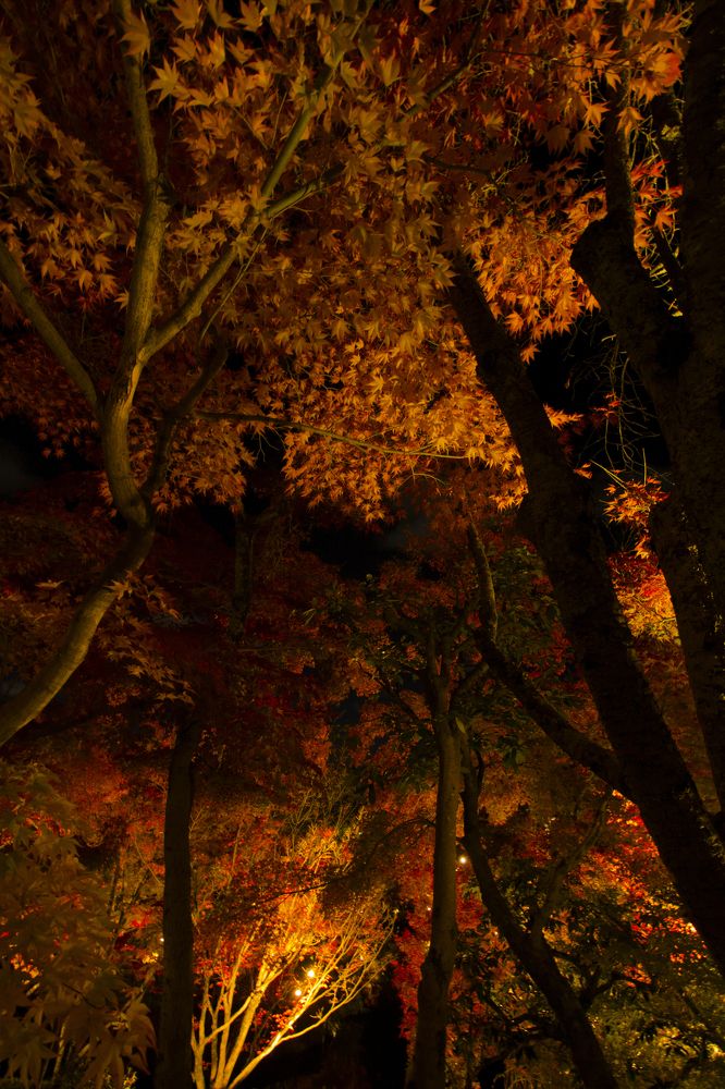 Illuminated garden of temple