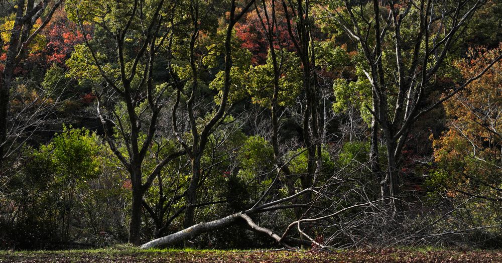 Mourning of trees