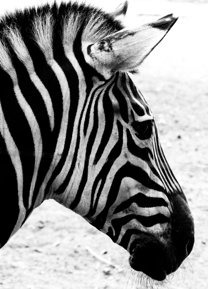 Природная симетрия