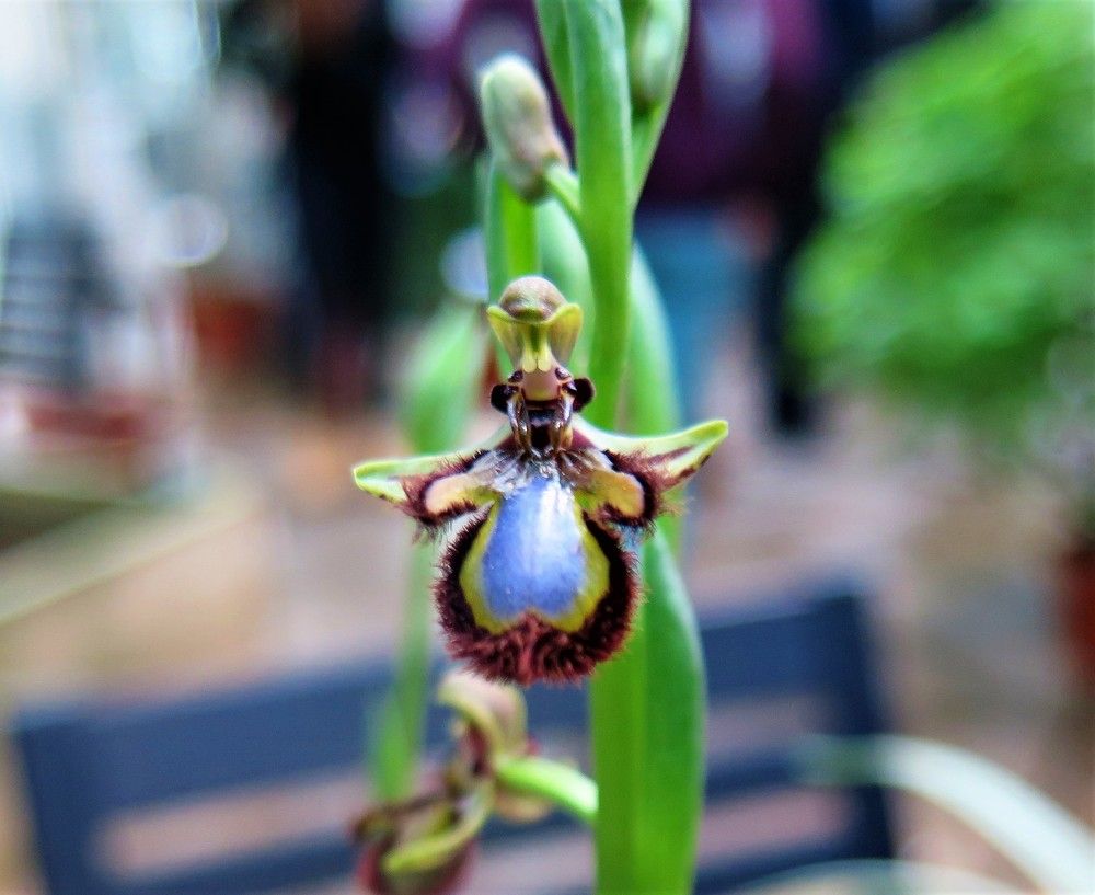 Природа неподражаемый творец