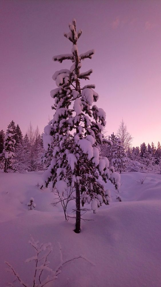 Рождественское дерево