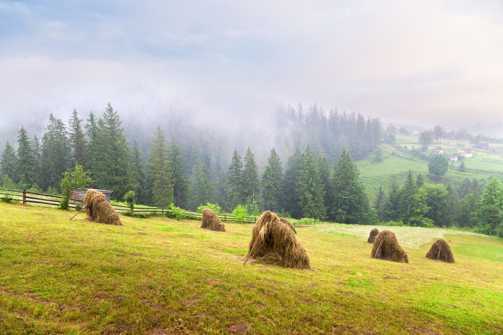 Пора сенокоса