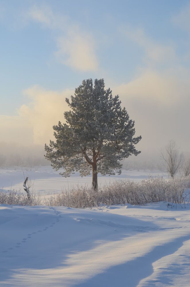 В гордом одиночестве