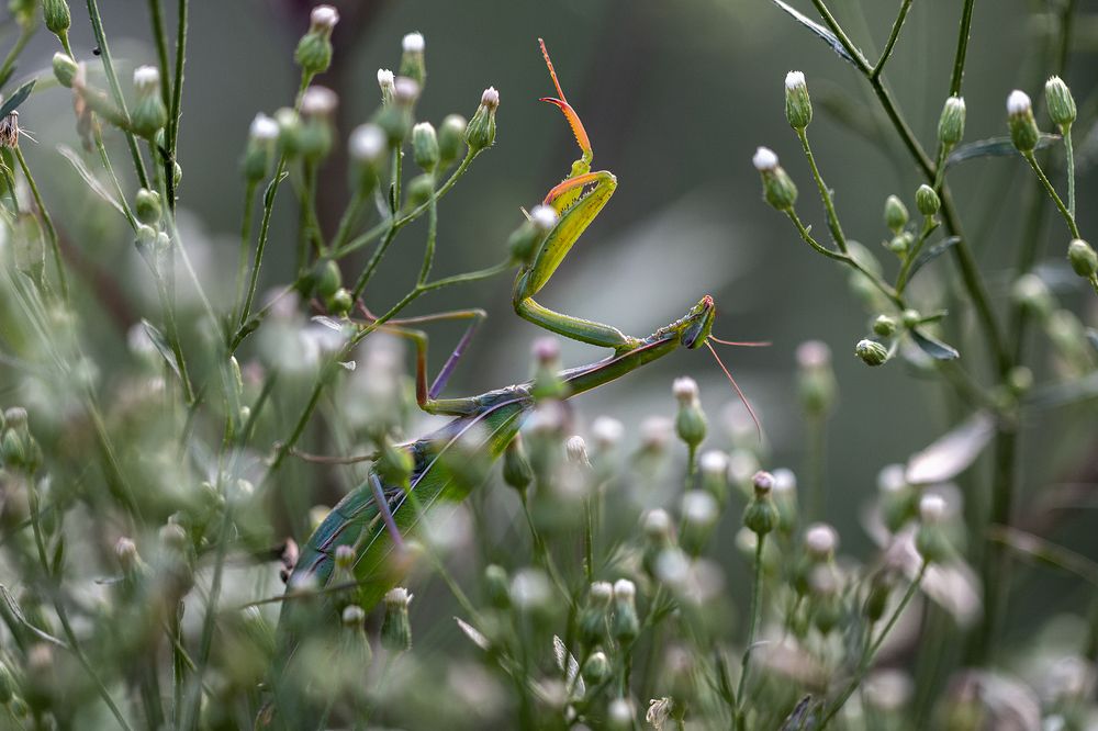 Дирижёр цветочного оркестра
