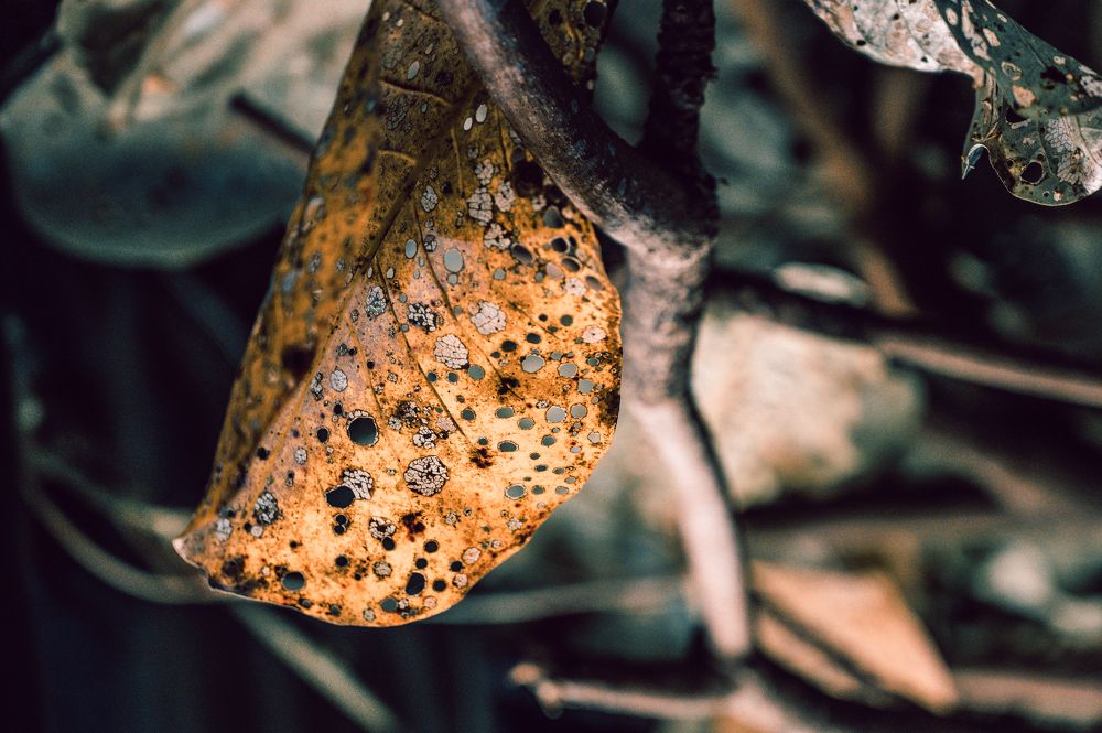 Фотография автора Эдуард Тихонов