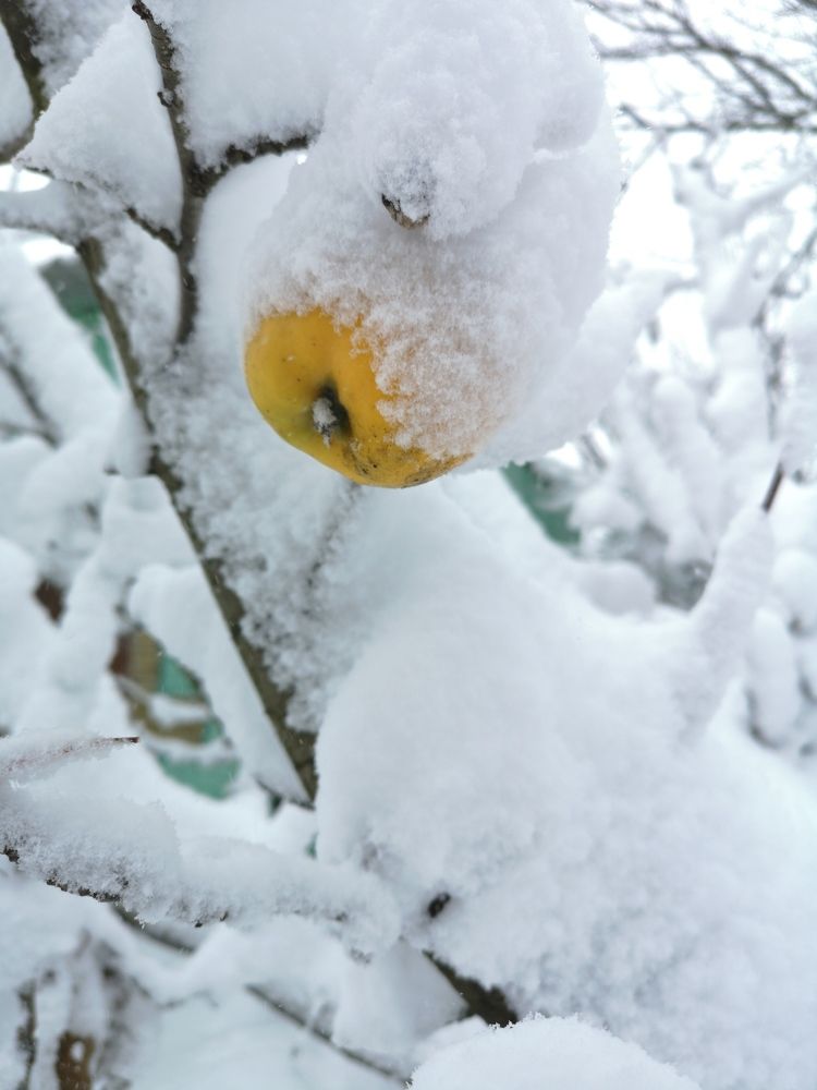 Зимние яблоки