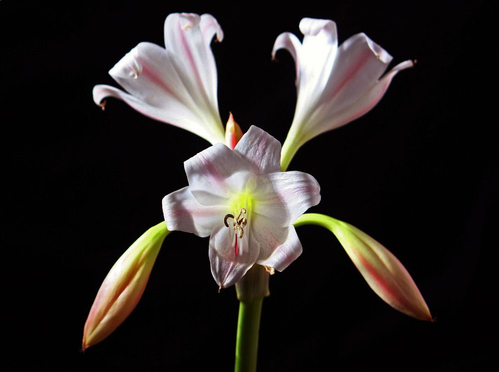 THE NATURAL SYMMETRY