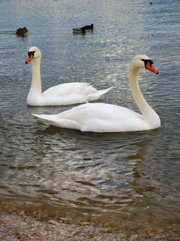 Лебединая песня