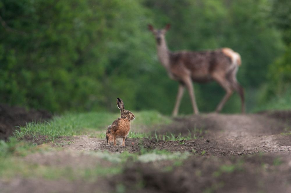 Лесная магистраль