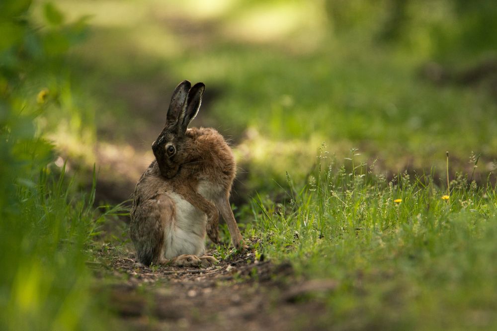 Portraits of hares.
