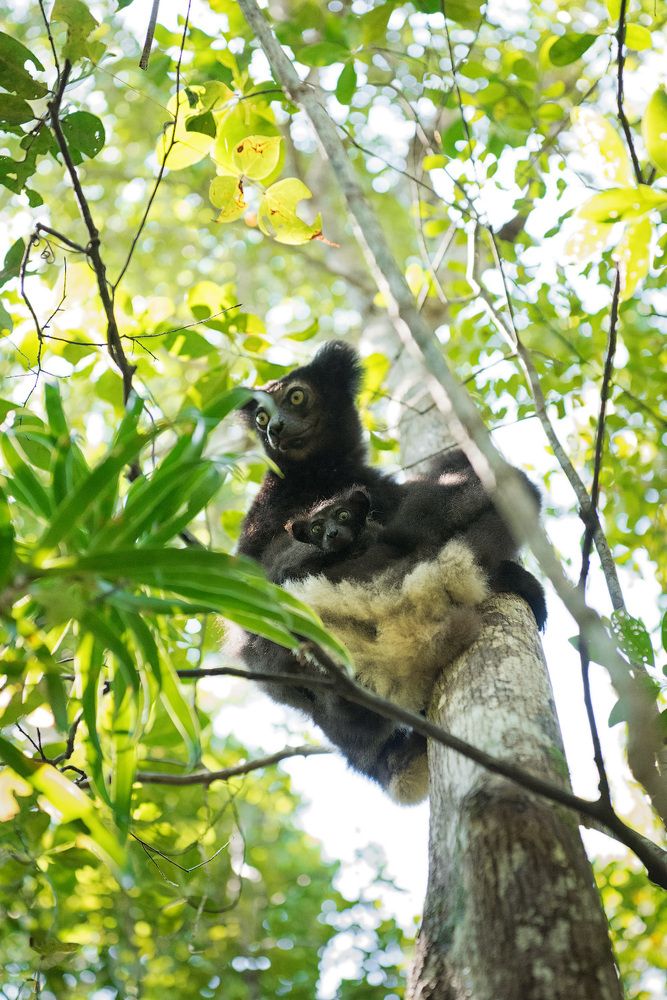 Самочка индри с детёнышем