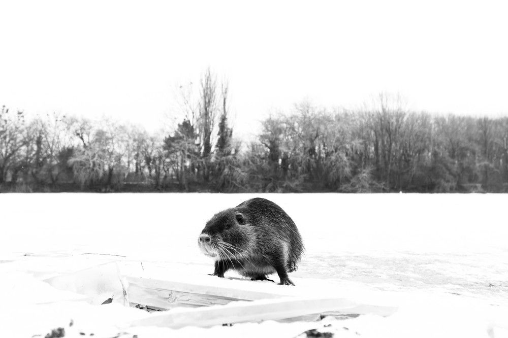 Coypu