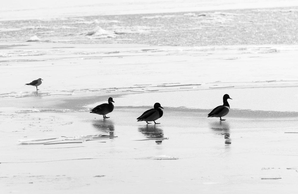 Who is the black sheep?