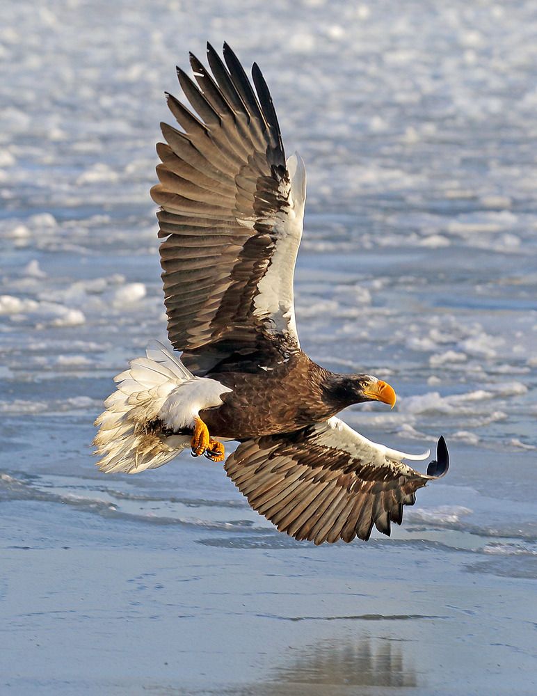 Белоплечий орлан