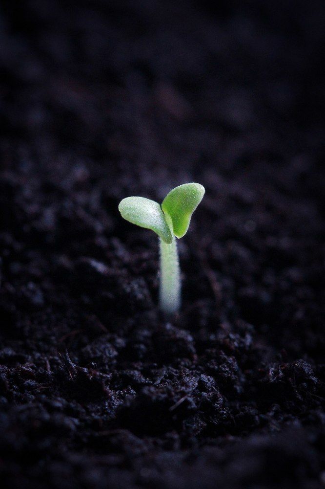 Новая жизнь