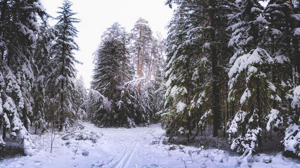 Зимой в лесу