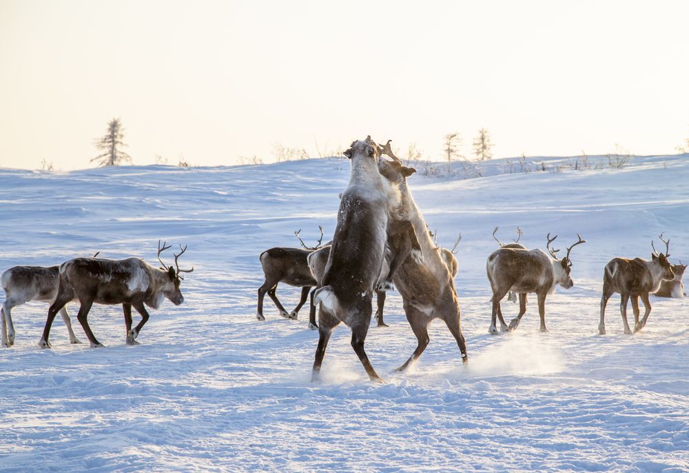 битва северных оленей