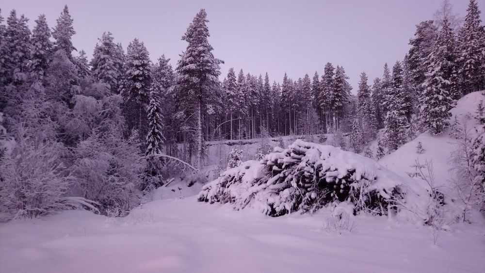 Фотография автора Анна Бородина