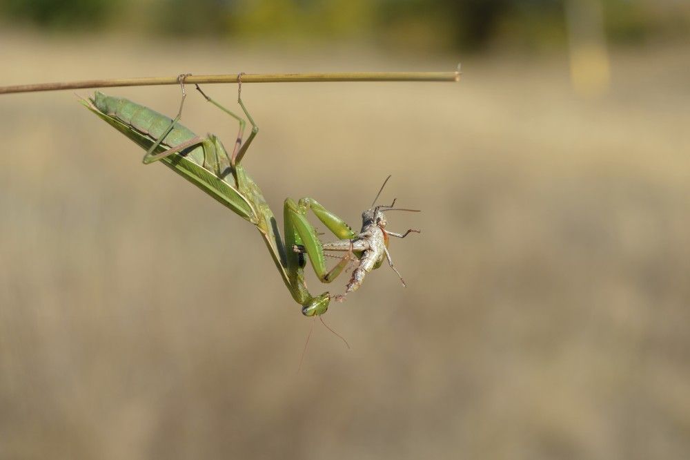 Естественный отбор...Богомол пожелает добычу.