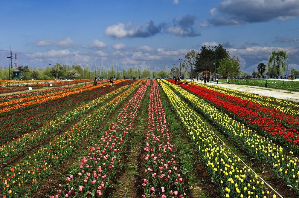 Tulip Rows