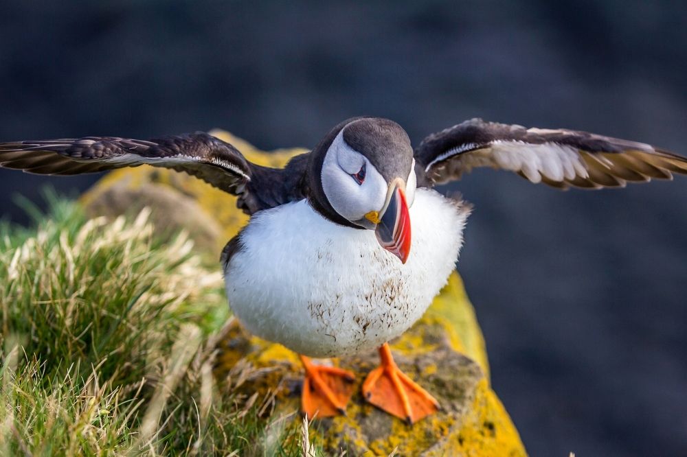 Атлантический тупик