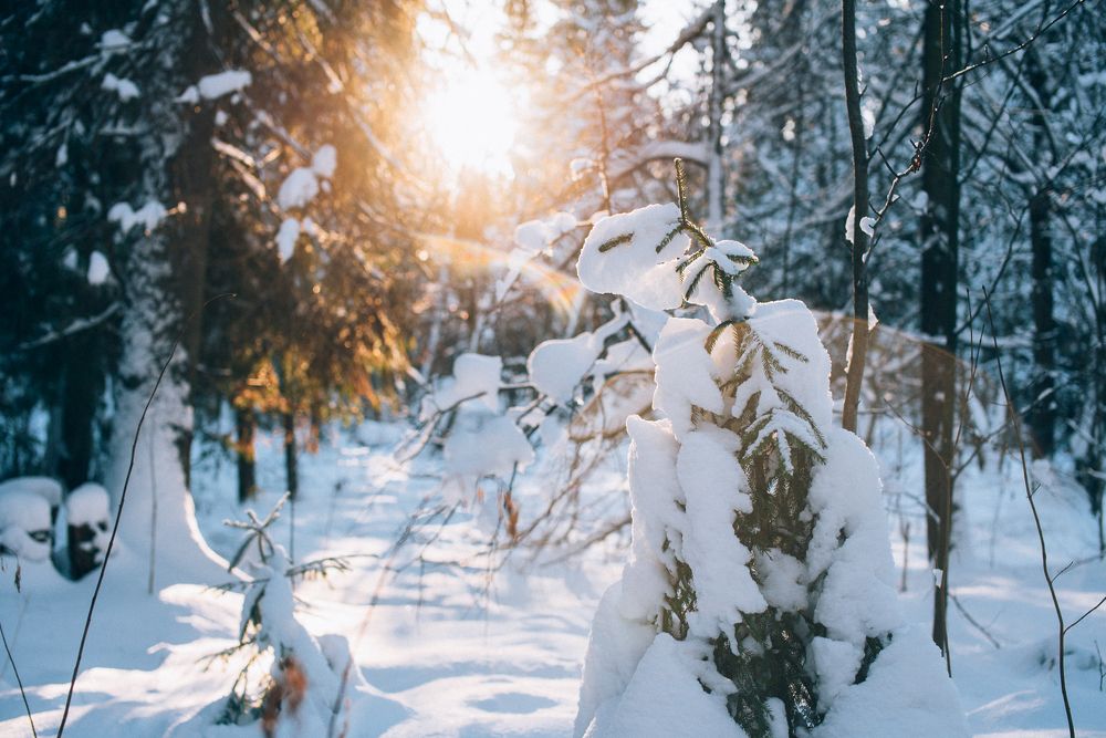 Солнечный лес