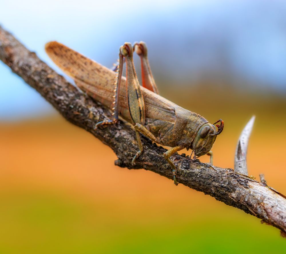 Фотография автора Dolli Pogrebnaya