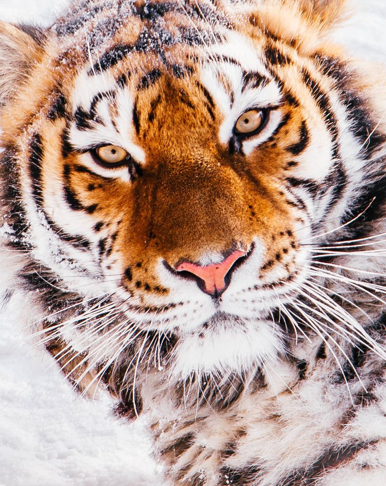 Ах этот взгляд