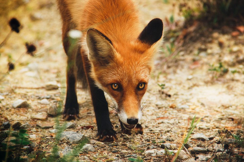 Юный охотник