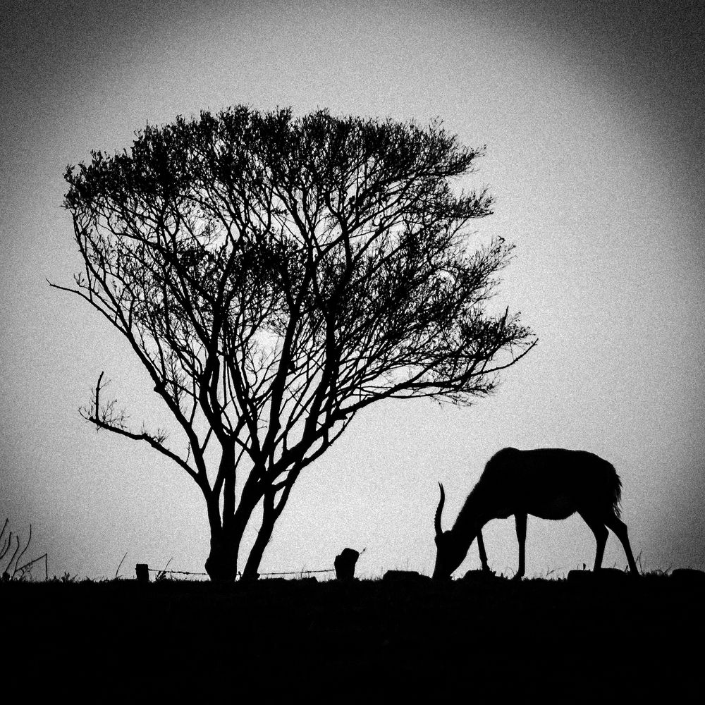 Силуэт Африки