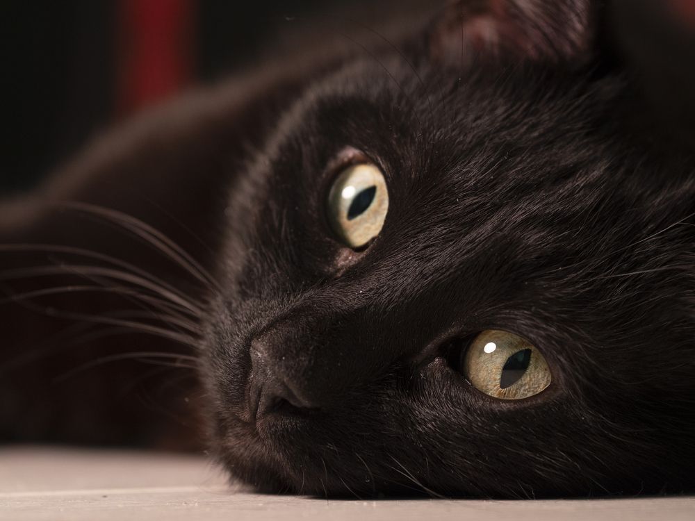 Портрет кота