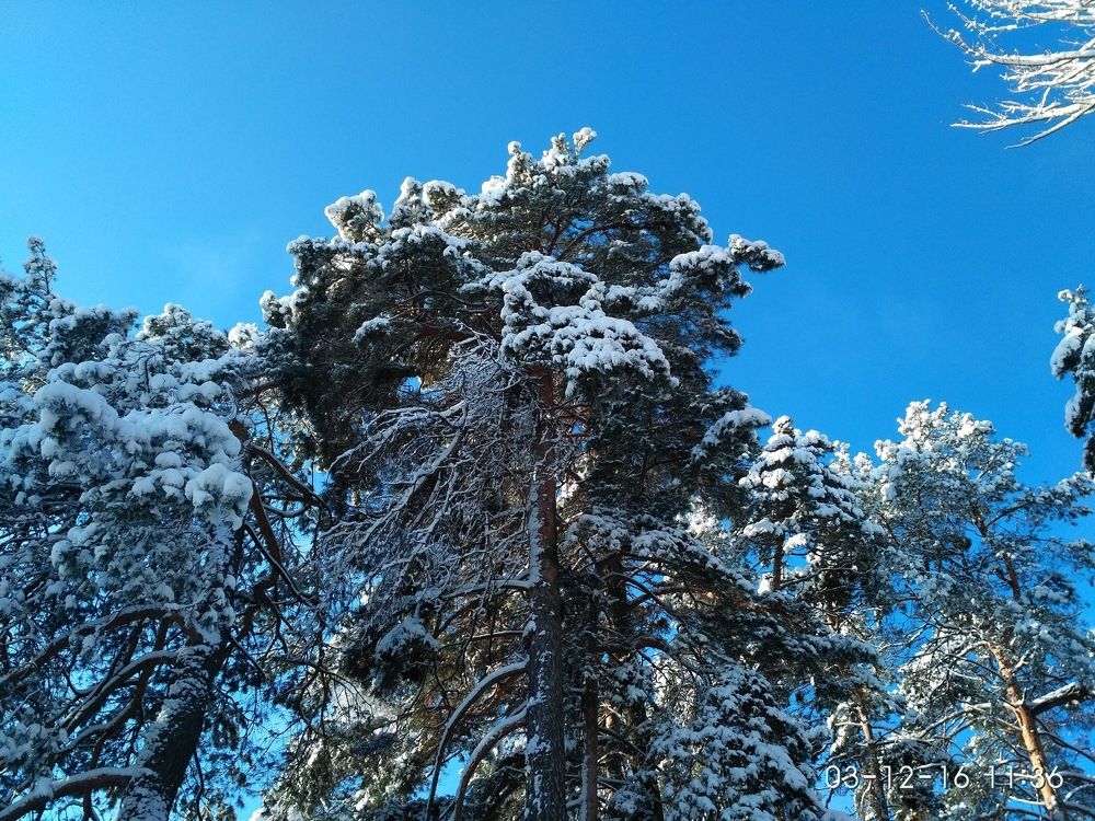 ... и сосны в небо