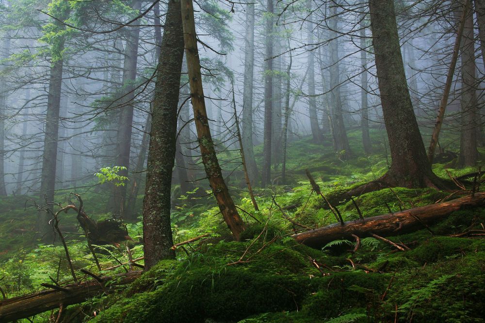 В заповедном лесу