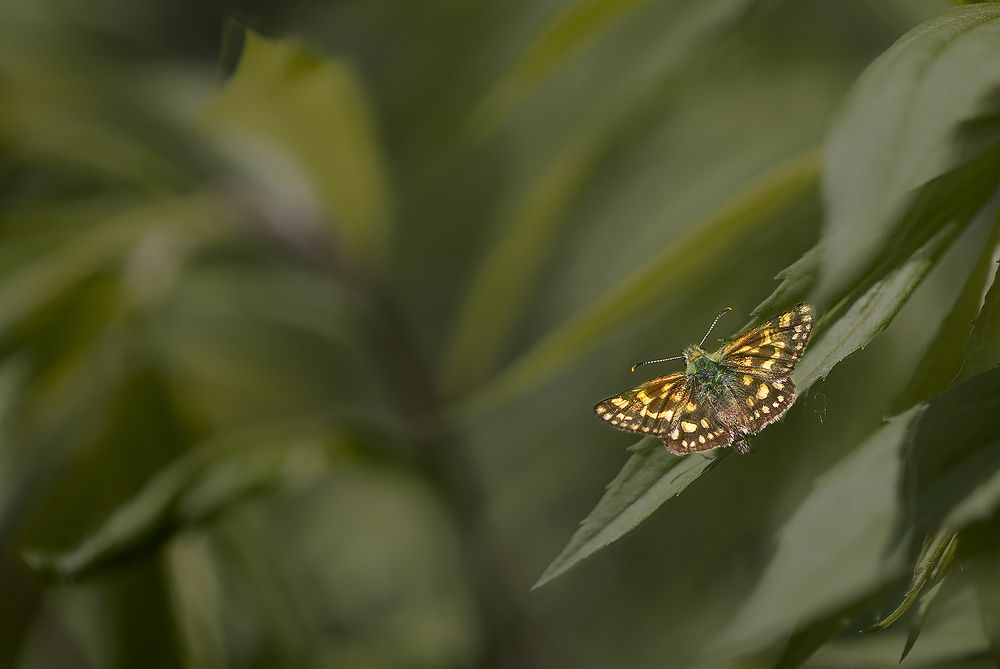 Фотография автора Николай Носов