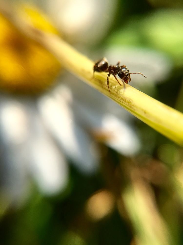 Ant