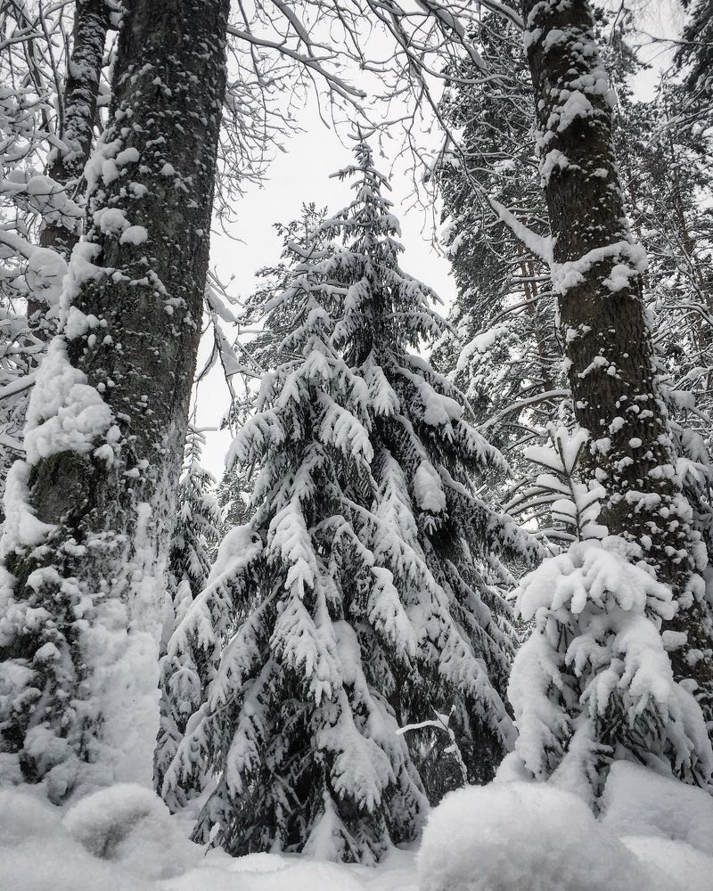 Сказочная чаща