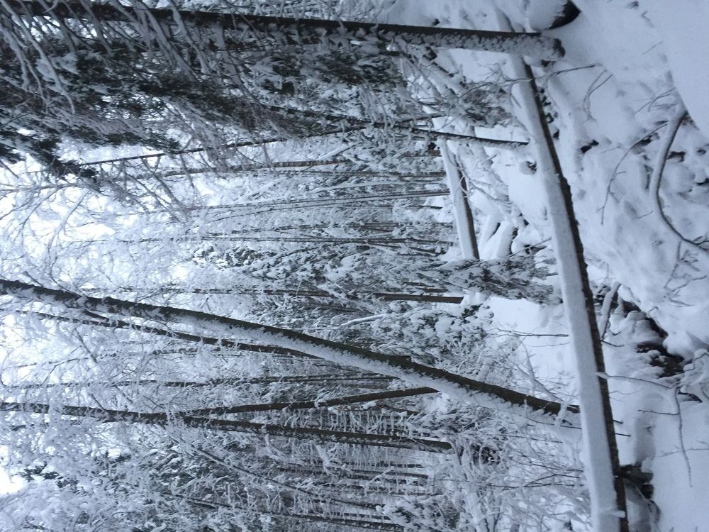 Картина Шишкина