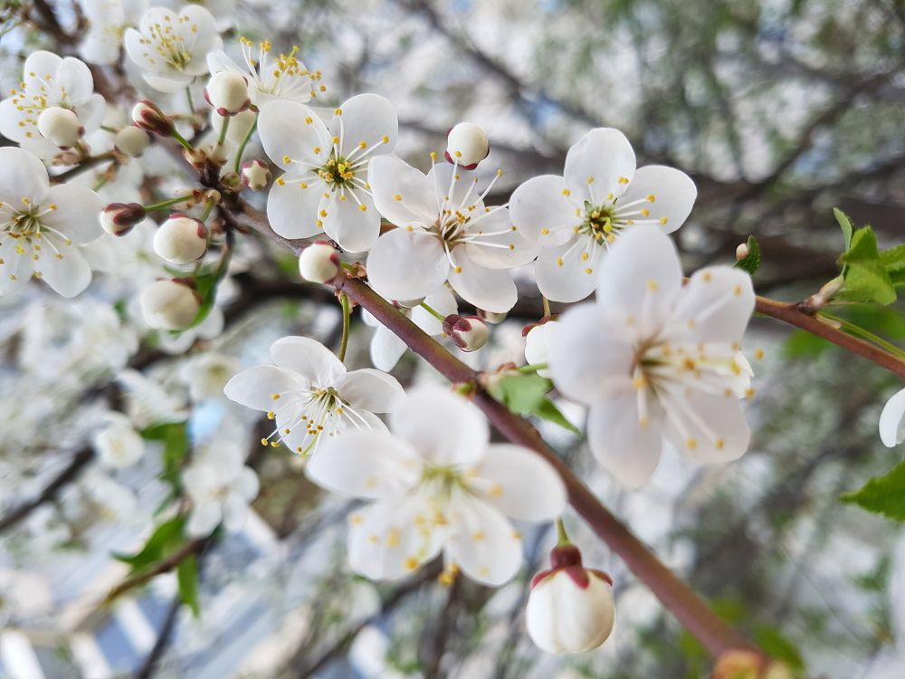 Прекрасная пора